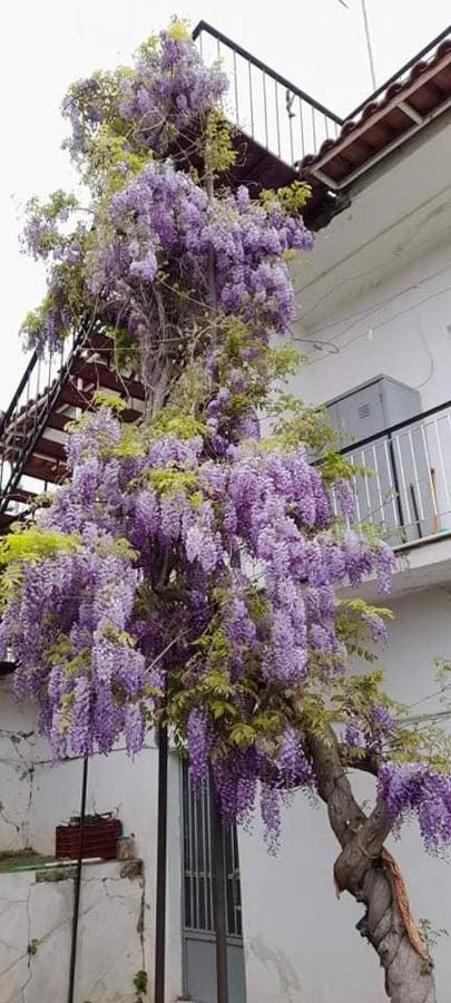 Vila Vacation House Dionysia Aígio Exteriér fotografie